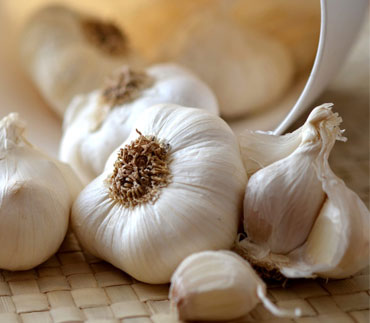 Garlic